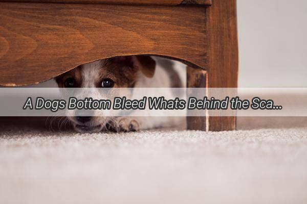 A Dogs Bottom Bleed Whats Behind the Scary Scene